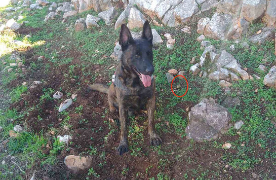 Εντοπισμός δηλητηριασμένων δολωμάτων στην περιοχή των ανεμογεννητριών Διδύμων στην Ερμιονίδα