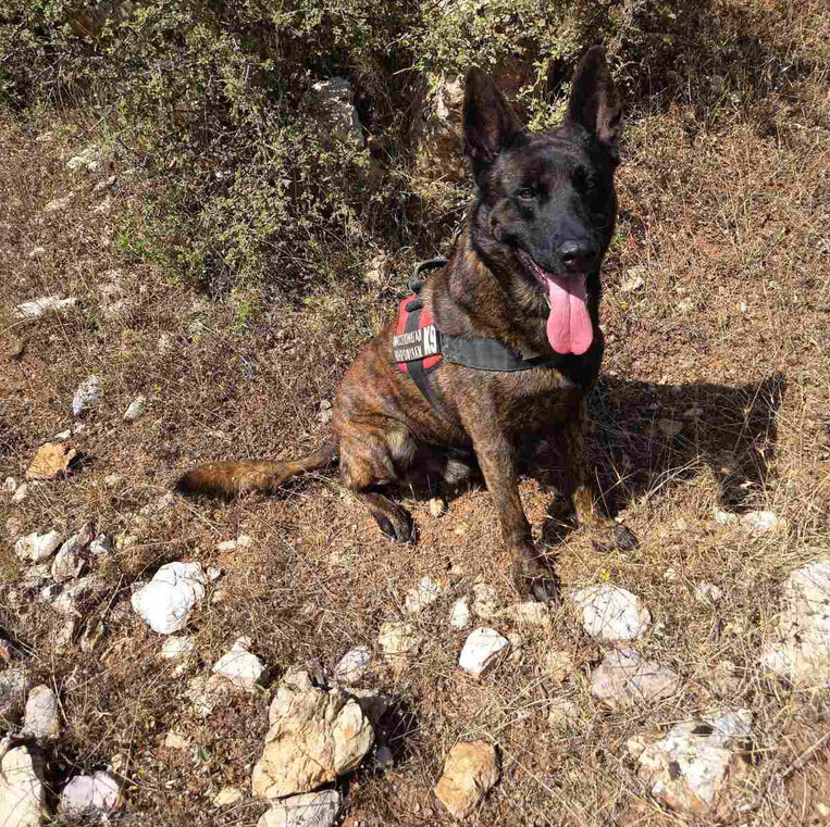 Έρευνα της Γ΄ ΚΟΠ για πιθανή χρήση δηλητηριασμένων δολωμάτων στην περιοχή Καλάμι