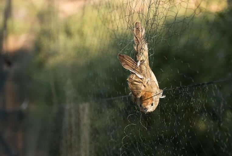Παράνομη σύλληψη άγριων πουλιών στην Ηλεία