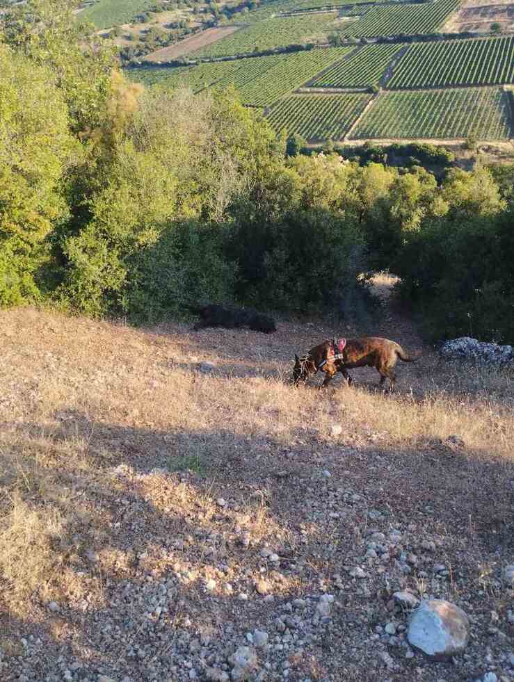 Δηλητηρίαση σκύλου στη Νεμέα: Κλήθηκε ο Κρόιφ της Γ’ ΚΟΠ για έρευνα στην περιοχή