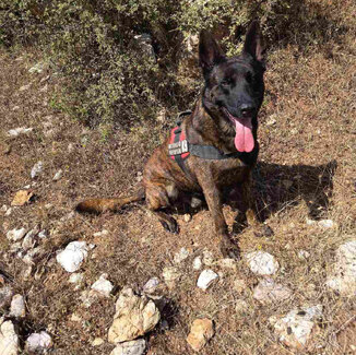 Έρευνα της Γ΄ ΚΟΠ για πιθανή χρήση δηλητηριασμένων δολωμάτων στην περιοχή Καλάμι