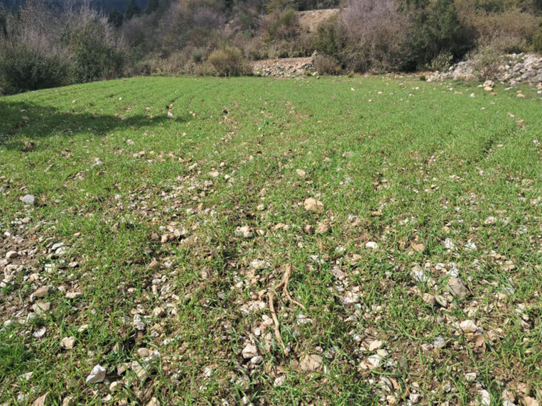 Σπορά του Κ.Σ. Μολάων