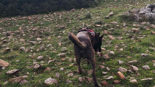 Σοβαρό περιστατικό δηλητηρίασης κυνηγόσκυλου στις Λίμνες Αργολίδας