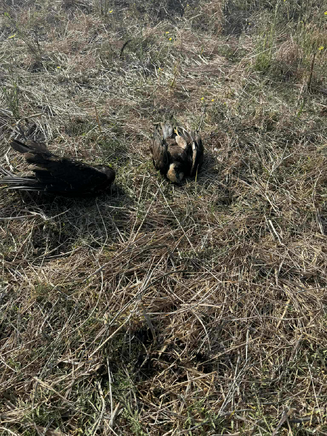 Ανακοίνωση για δηλητηριασμένα δολώματα στην περιοχή Τραγανού – Αγ. Δημητρίου (Μαρινάκι) στην Αμαλιάδα