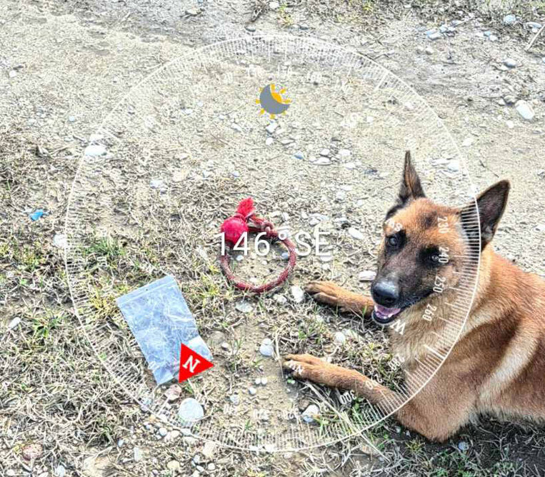 Τρία κυνηγόσκυλα νεκρά από φόλες στη θέση «Κόκκαλα» - Άμεση επέμβαση της Γ' ΚΟΠ