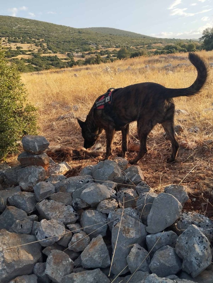 Έρευνα για δηλητηριασμένα δολώματα στο Αραχναίο Ναυπλίου