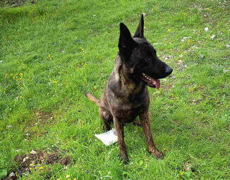 Ο Κρόιφ εντόπισε φόλες σε οικία στον Δήμο Άργους-Μυκηνών