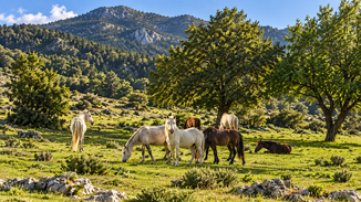 Δεν δεχόμαστε συλλογική ενοχοποίηση των κυνηγών χωρίς αποδείξεις